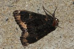 Alchimiste, papillon, Drôme, juin 2025