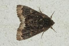 Alchimiste, papillon, Drôme, juillet 2024