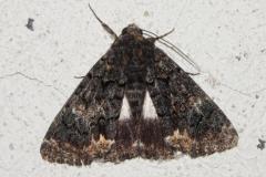 Alchimiste, papillon, Drôme, juin 2025