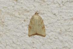 Tordeuse jaune du chêne, imago, Drôme, juin 2025