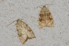 Tordeuse jaune du chêne, imago, Drôme, juin 2025