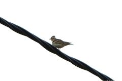 Alouette lulu, Drôme, mars 2026