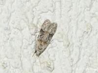 Altenia scriptella