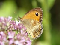 Papillons de jour