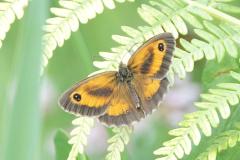 Amaryllis , papillon, Drôme,  juillet 2025