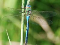 Anax empereur