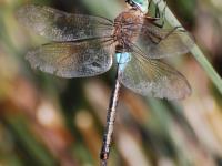 Anax napolitain