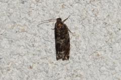 Ancylide agate, papillon, Drôme, juin 2025