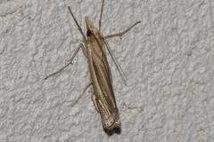 Ancylolome commun, papillon, Drôme, août 2025