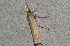 Ancylolome commun, papillon, Drôme, août 2025