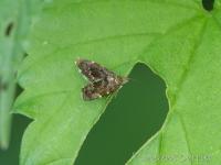 Choreutidae