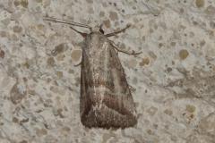 Anthophile de l'Armoise, papillon, Drôme, juillet 2025