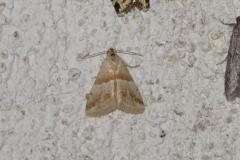 Anthophile des Inules, papillon, Drôme, août 2025