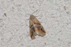 Anthophile des Inules, papillon, Drôme, août 2025