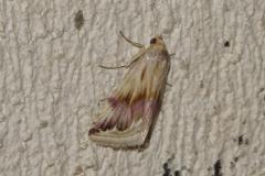 Anthophile pourprée, papillon, Drôme, août 2025