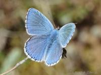 Lycaenidae