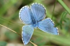 Argus bleu céleste, mâle imago, Drôme,  mai 2022