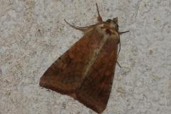 Armigère, papillon, Drôme, août 2025