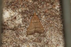 Asopie de Bursa, papillon, Drôme, août 2025