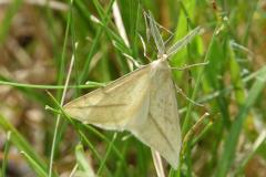 Aspilate jaunâtre, papillon, Drôme, mai 2025