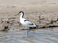 Avocette élégante