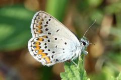 Azuré des coronilles, mâle papillon, Drôme, juillet 2026