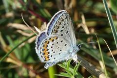 Azuré des coronilles, mâle papillon, Drôme, juillet 2026
