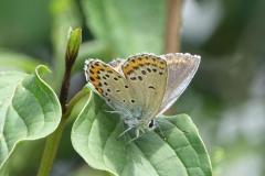 Azuré des coronilles, femelle papillon, Drôme, juillet 2025