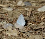 Azuré des nerpruns, imago, juin 2020