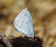 Azuré des nerpruns, imago, avril 2021
