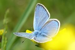 Azuré du Mélilot, papillon, Drôme, mai 2023