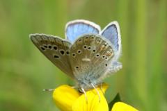 Azuré du Mélilot, papillon, Drôme, mai 2023