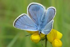 Azuré du Mélilot, papillon, Drôme, mai 2023