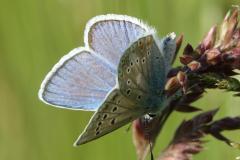 Azuré du Mélilot, papillon, Drôme, mai 2025