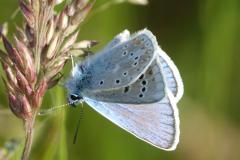Azuré du Mélilot, papillon, Drôme, mai 2025