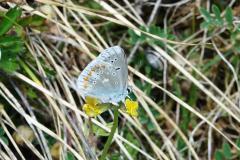 Azuré du Mélilot, papillon, Drôme, mai 2022