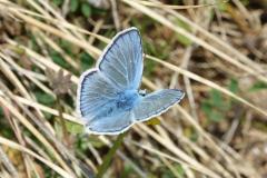 Azuré du Mélilot, papillon, Drôme, mai 2022
