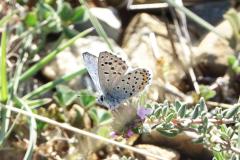 Azuré du thym, papillon, Crau, avril 2026