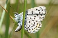 Azuré du thym, papillon, Drôme, mai 2025