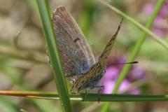 Azuré du thym, papillon, Drôme, mai 2025