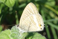 Azuré porte-queue, papillon, Drôme, septembre 2025
