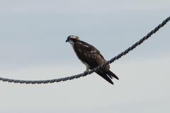 Balbuzard pêcheur, Delta de l'Ebre, décembre 2025