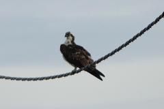 Balbuzard pêcheur, Delta de l'Ebre, décembre 2025