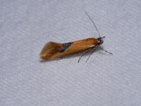 Batia lunaris