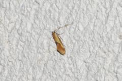 Batia lunaris, papillon, Drôme, juin 2025