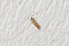 Batia lunaris, papillon, Drôme, juin 2025