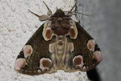 Batis, papillon, Drôme, avril 2026