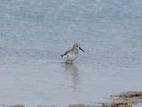 Bécasseau variable