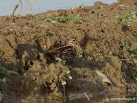 Bécassine des marais