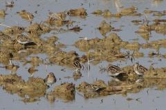 Bécassine des marais, Delta de l'Ebre, décembre 2025